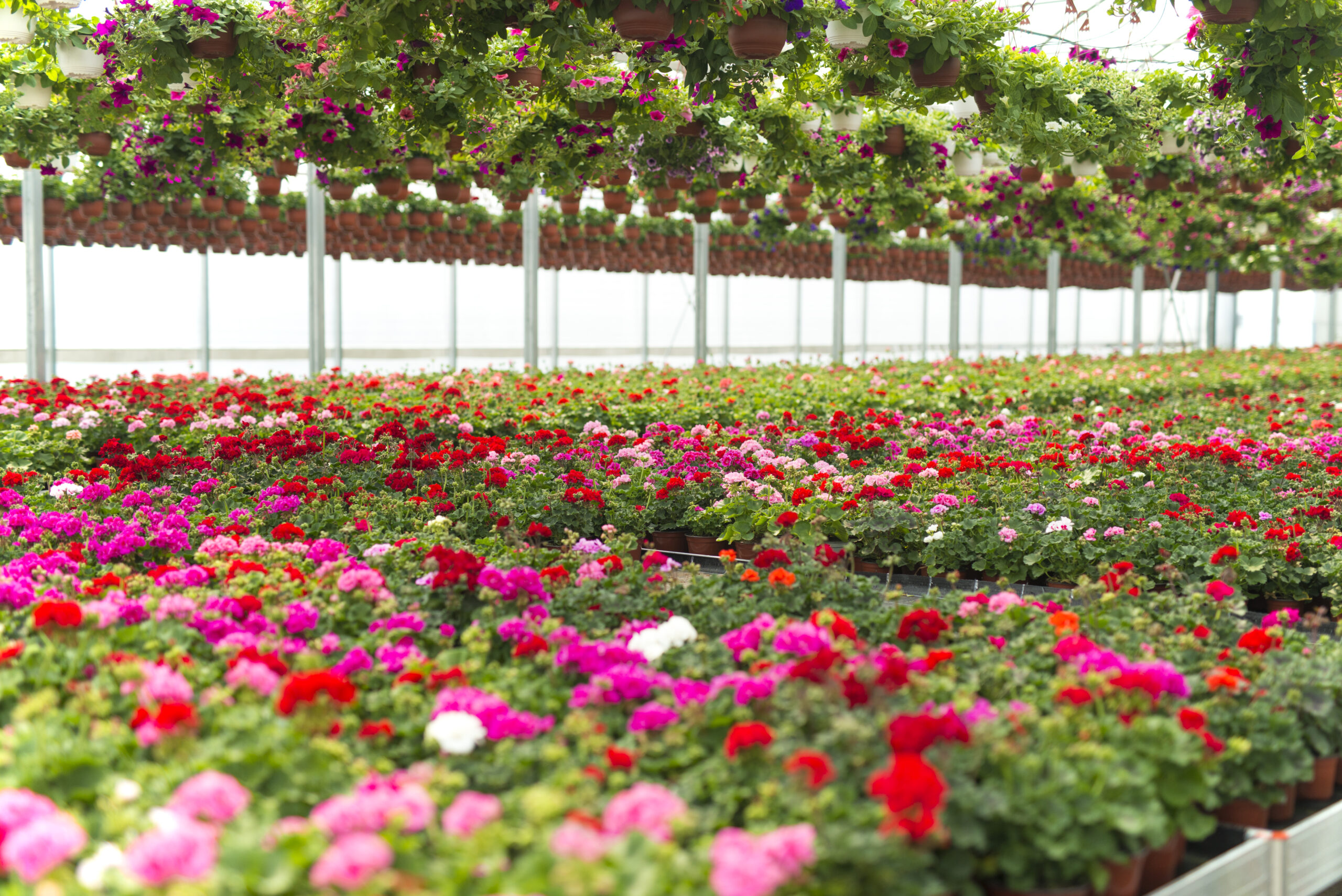 Flowers blossoming in plant greenhouse.