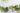 Popular potted houseplants in white background