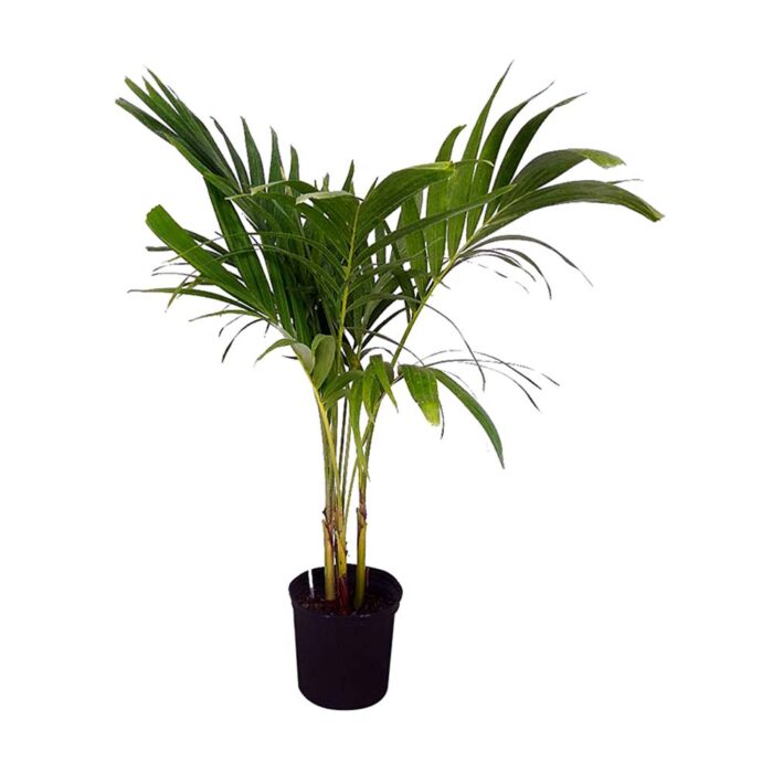 Christmas Palm Kadiyam Nursery Leading Supplier of Plants in Rajahmundry