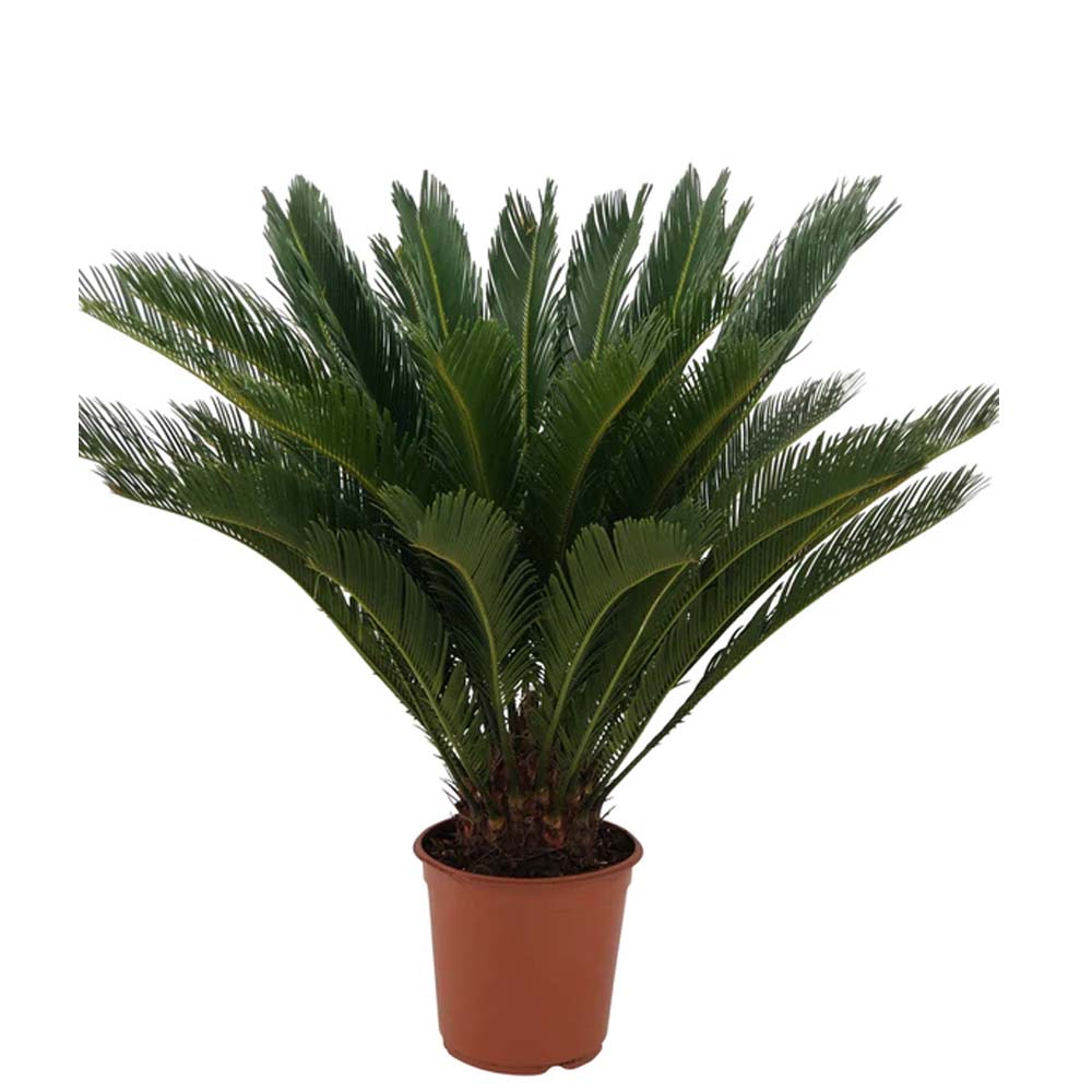 KADIYAM NURSERYS / kadiyam plant nursery / kadiyam online plant