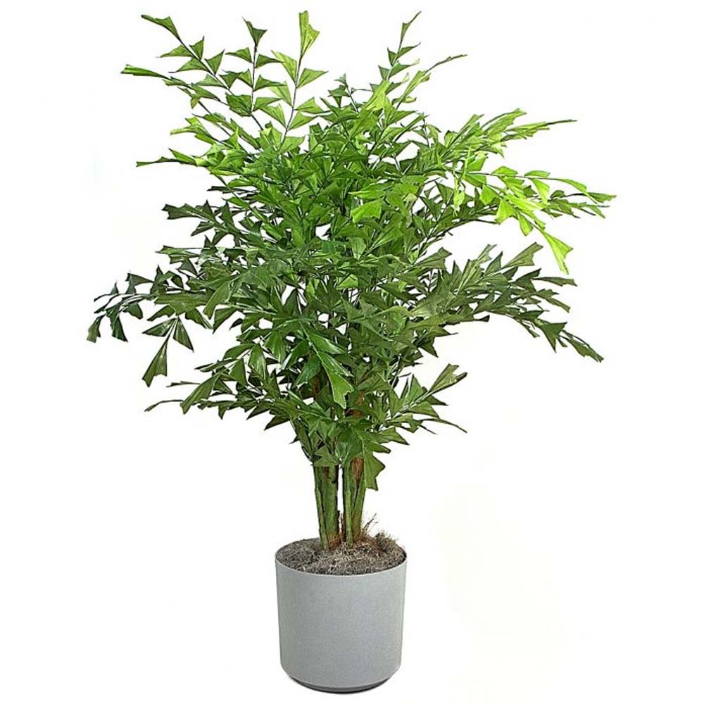 KADIYAM NURSERYS / kadiyam plant nursery / kadiyam online plant