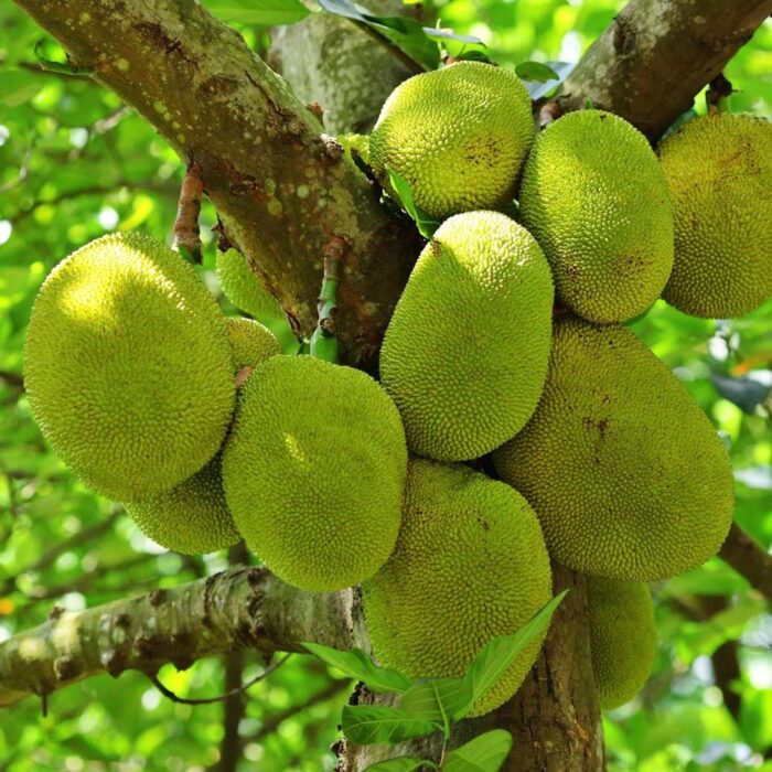Jackfruit Kadiyam Nursery Leading Supplier of Plants in Rajahmundry