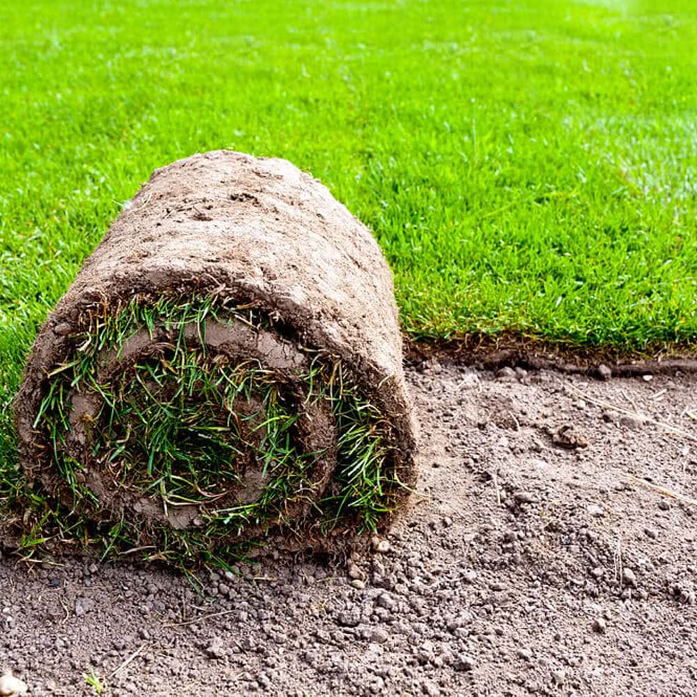 Lawn Grass Kadiyam Nursery Leading Supplier of Plants in Rajahmundry