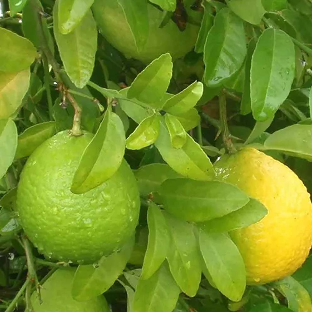 coconut-kadiyam-nursery-leading-supplier-of-plants-in-rajahmundry