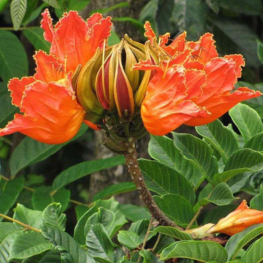 spathodea-campanulata-kadiyam-nursery-leading-supplier-of-plants-in