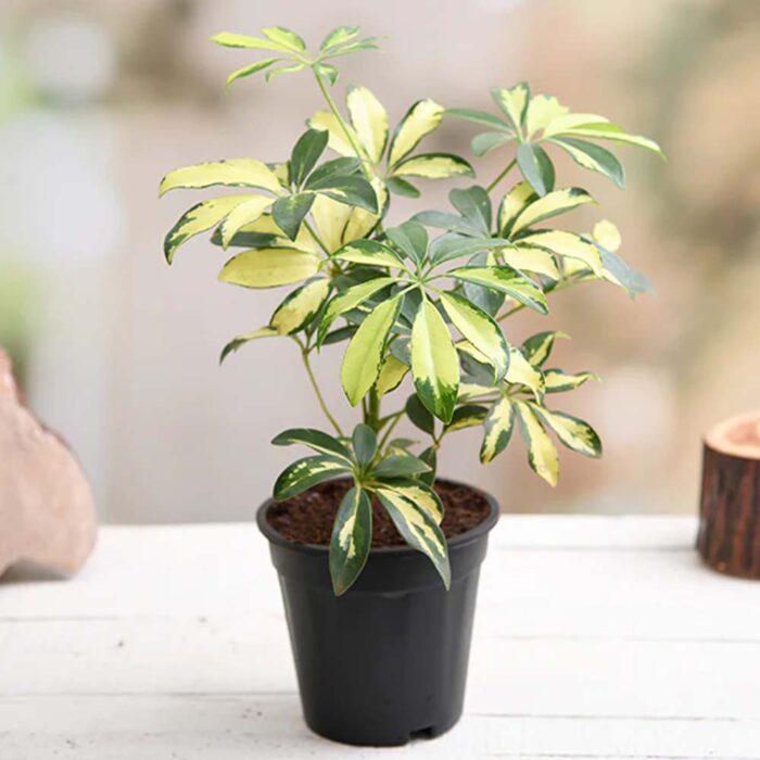 Schefflera Variegated Kadiyam Nursery Leading Supplier of Plants in
