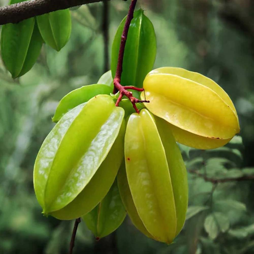 Star Fruit Kadiyam Nursery Leading Supplier of Plants in Rajahmundry