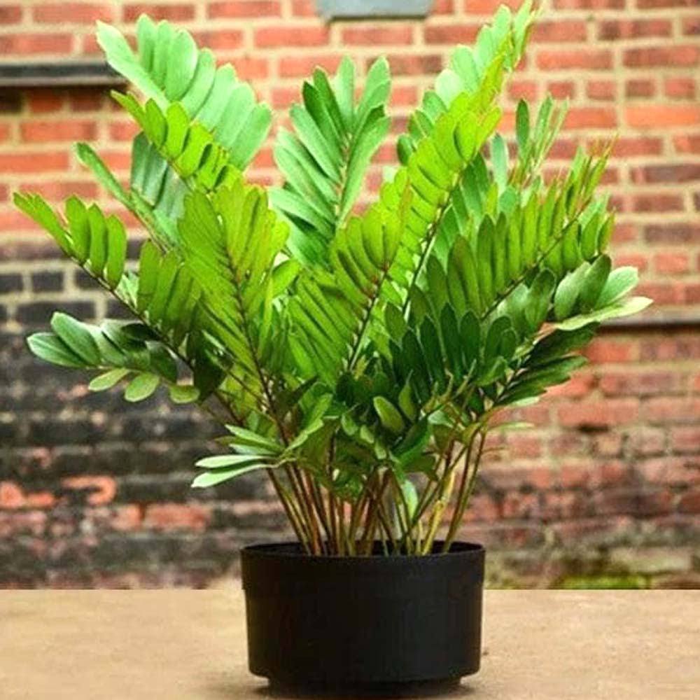 Cassia Fistula (Golden shower tree) Kadiyam Nursery,Sindhura Nursery