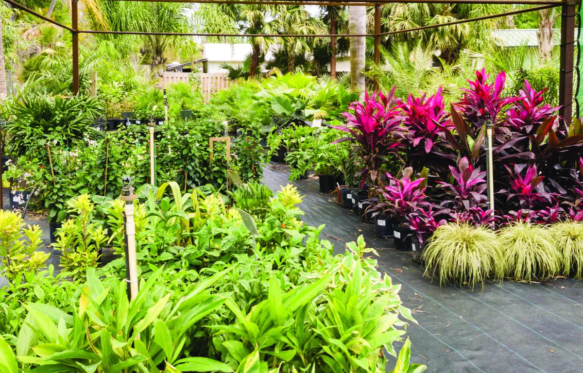 kadiyam nursery leading supplier of plants and crops Kadiyam Nursery