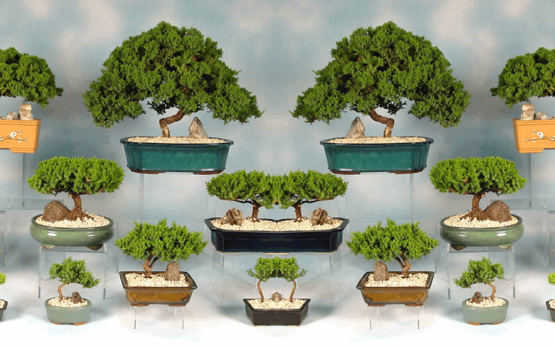 Bonsai plants nursery in Kadiyam