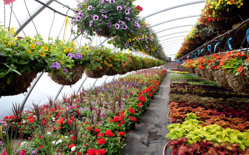 Decorative plants nursery in Kadiyam