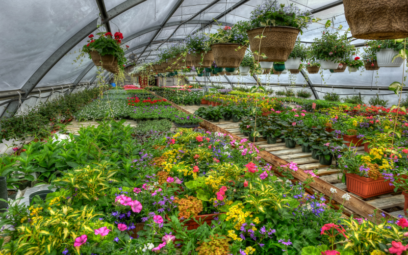 Flowering plants nursery in Kadiyam