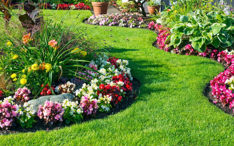 Lawn carpet plants nursery in Kadiyam