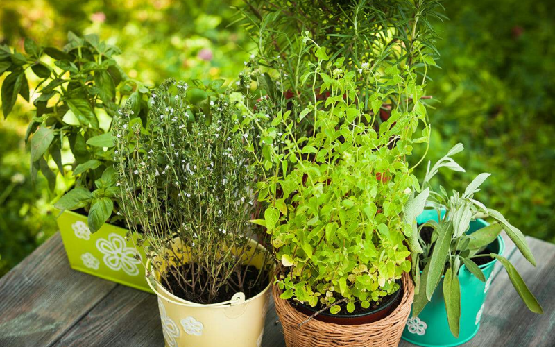 Medicinal Herb plants nursery in Kadiyam
