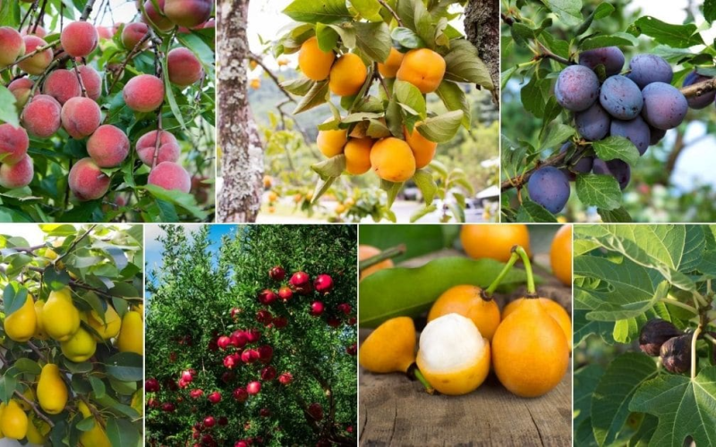 exotic fruit plants nursery in Kadiyam